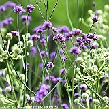 verbena bonariensis